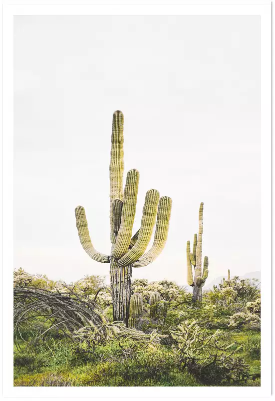 Cactus Saguaro - poster cactus