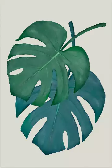 Monstera turquoise - plantes jungle