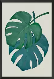 Monstera turquoise - plantes jungle