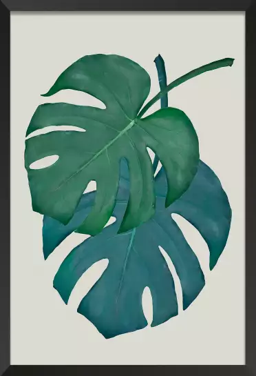 Monstera turquoise - plantes jungle