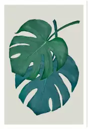 Monstera turquoise - plantes jungle