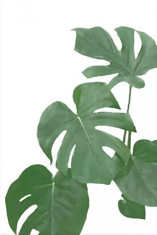 Feuilles de monstera - plantes jungle