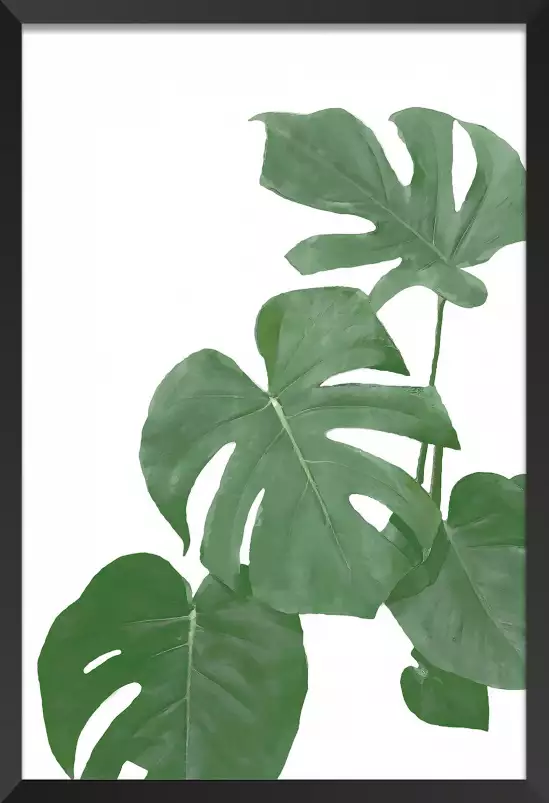 Feuilles de monstera - plantes jungle