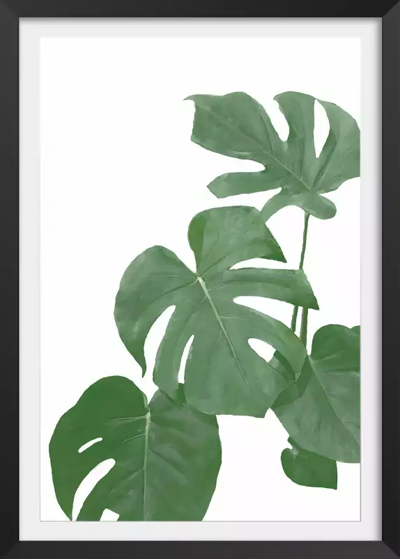 Feuilles de monstera - plantes jungle