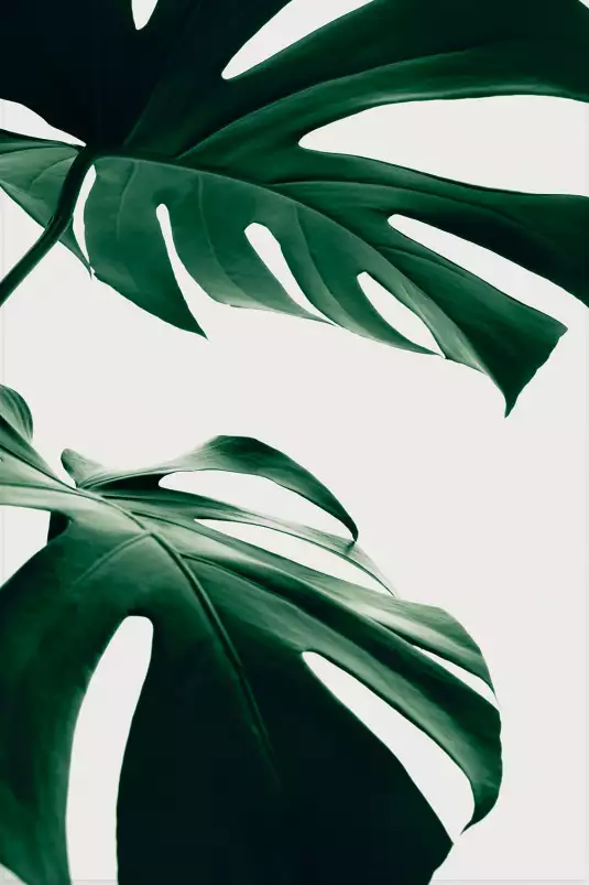 Monstera due - plantes jungle