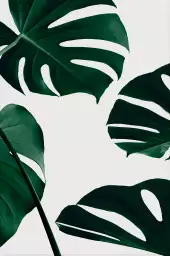 Monstera quattro - plantes jungle