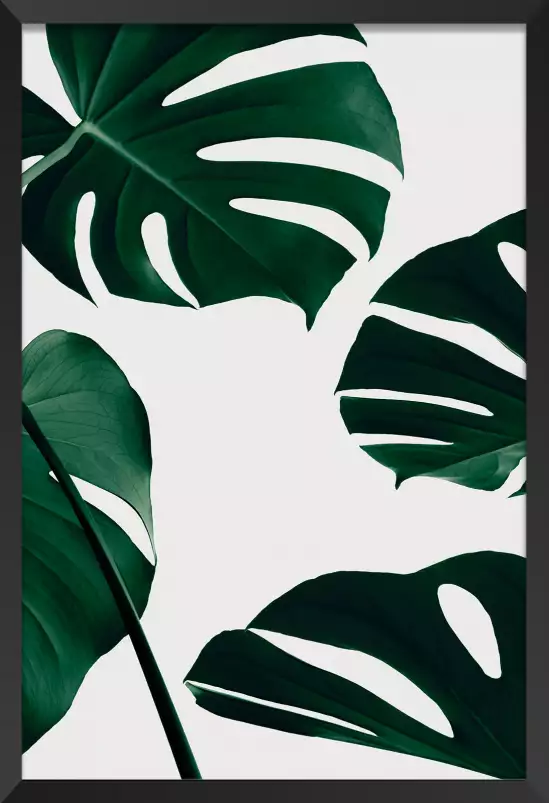 Monstera quattro - plantes jungle