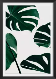 Monstera quattro - plantes jungle