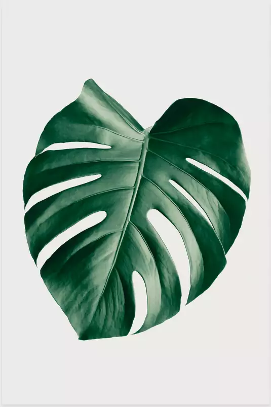 Monstera perfect - plantes jungle