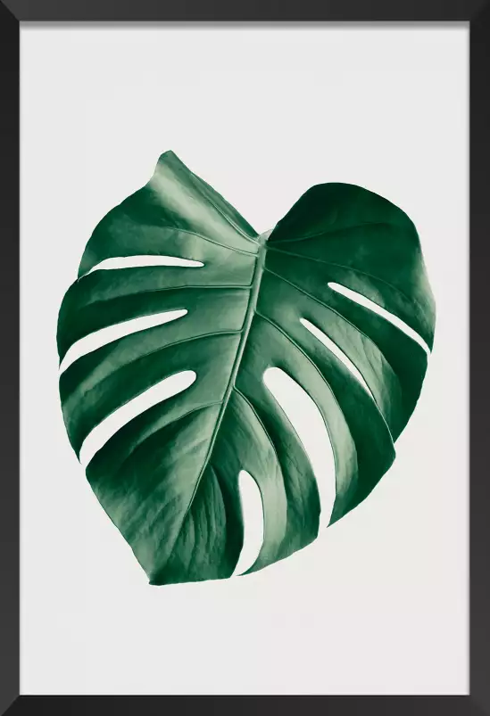 Monstera perfect - plantes jungle