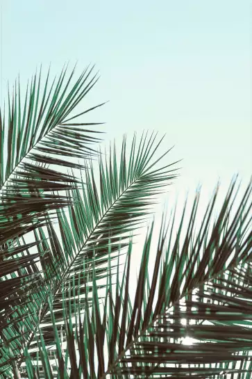 Palme verte - affiche feuille de palmier
