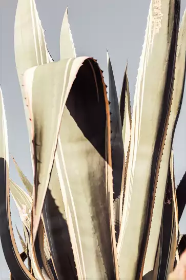Cactus mexicain - affiche cactus