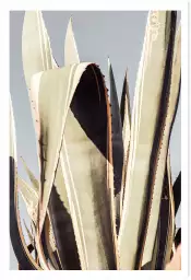 Cactus mexicain - affiche cactus
