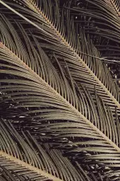 Palm island - affiche feuille de palmier