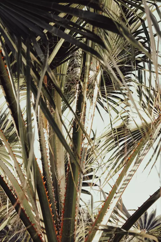 Cœur de palmier - affiche feuille de palmier
