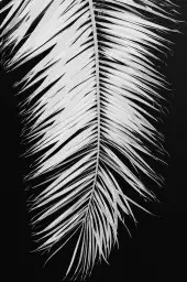 Palme X - affiche noir et blanc palmier