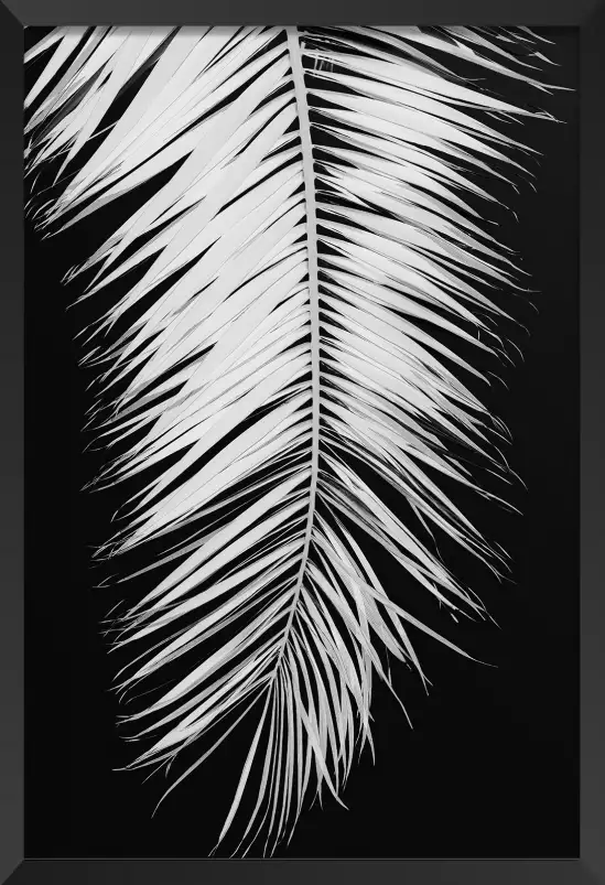 Palme X - affiche noir et blanc palmier