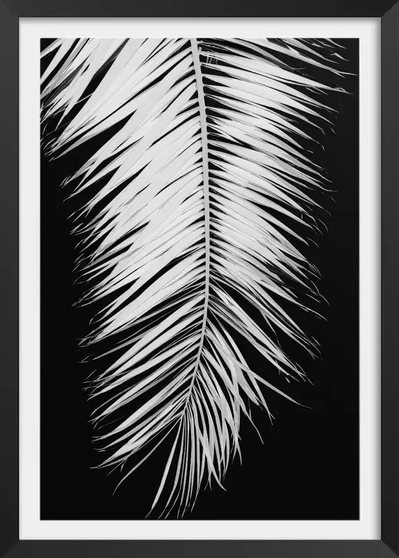 Palme X - affiche noir et blanc palmier