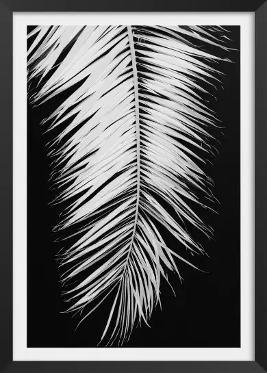 Palme X - affiche noir et blanc palmier