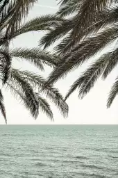 Plage tropicale secrète - affiche feuille de palmier