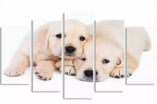 Tendresse canine - poster chiot