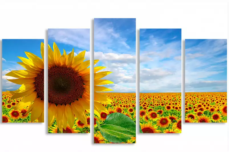 Tournesol - tableau plante