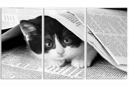 Chat dans journal - photo animaux noir et blanc