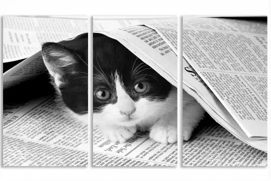 Chat dans journal - photo animaux noir et blanc