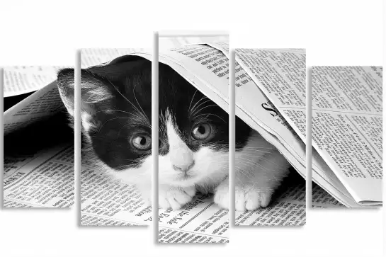 Chat dans journal - photo animaux noir et blanc