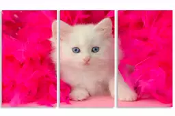 Chaton et plumes roses - portrait animaux