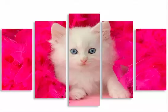 Chaton et plumes roses - portrait animaux