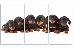 Les six petits chiots - poster chien