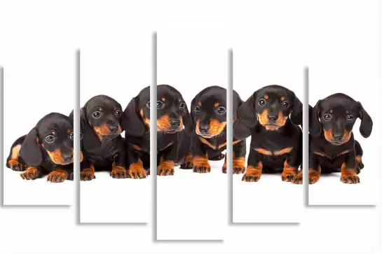 Les six petits chiots - poster chien