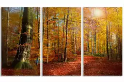 Foret au couleurs d'automne - affiche foret