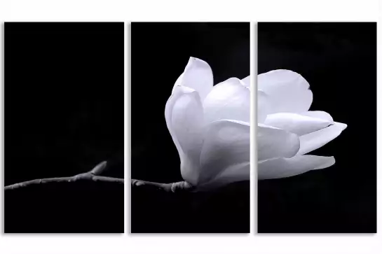 Fleur de magnolia - affiche romantique