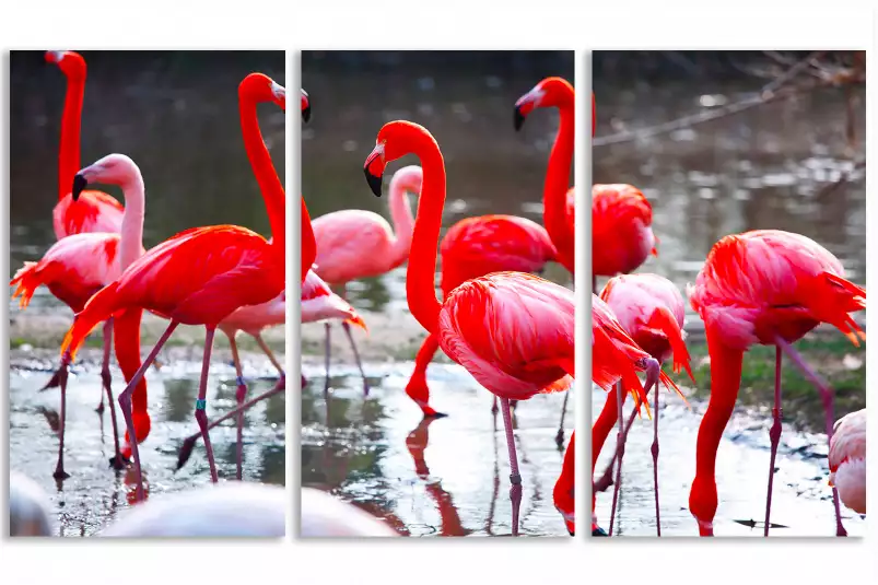 Flamants roses - image oiseaux