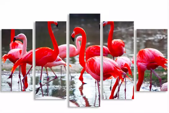 Flamants roses - image oiseaux