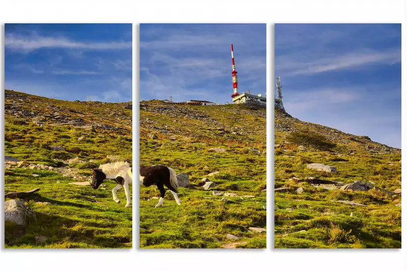 Pottok sur la rhune - tableau montagne