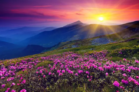 Coucher de soleil sur champ de fleurs - poster montagnes en été