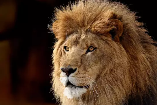 Lion - tableau lion