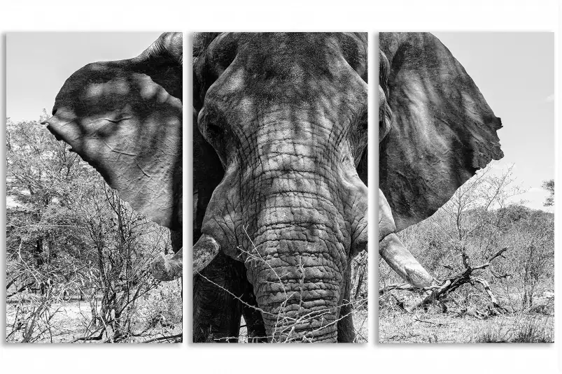 Eléphant d'afrique - portrait animaux