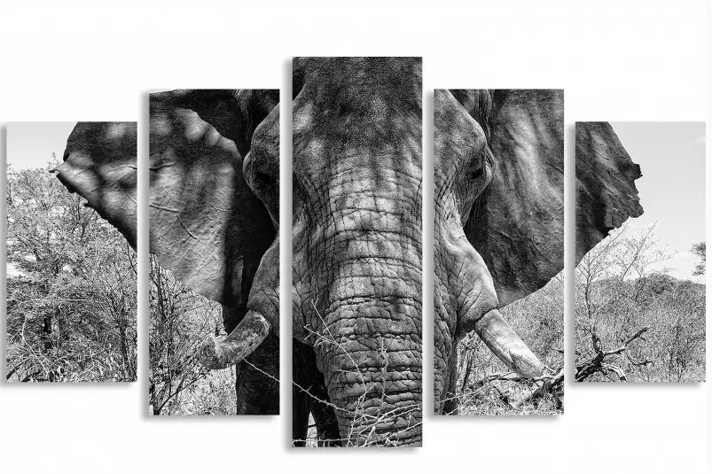 Eléphant d'afrique - portrait animaux