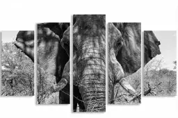 Eléphant d'afrique - portrait animaux