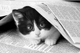 Chat dans journal - photo animaux noir et blanc