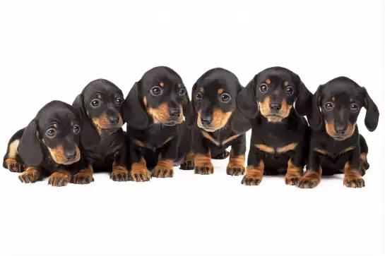 Les six petits chiots - poster chien
