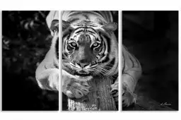 Tigre jade - portrait animaux