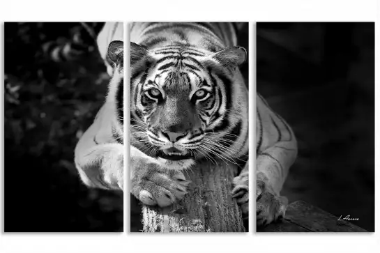 Tigre jade - portrait animaux