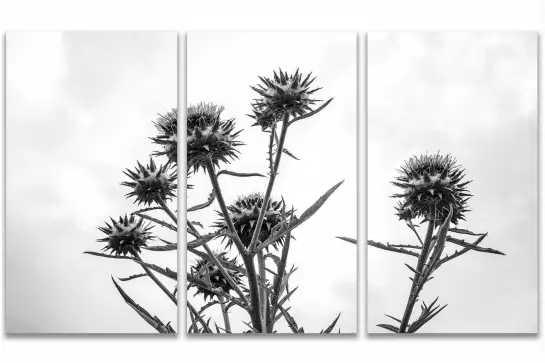 Chardon noir et blanc - tableau plante