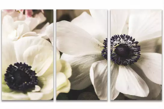 Fleur blanche au coeur violet - poster plantes