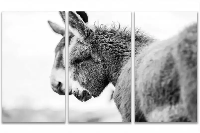 Têtus comme deux ânes - portrait animaux